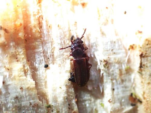 Pediacus sp.